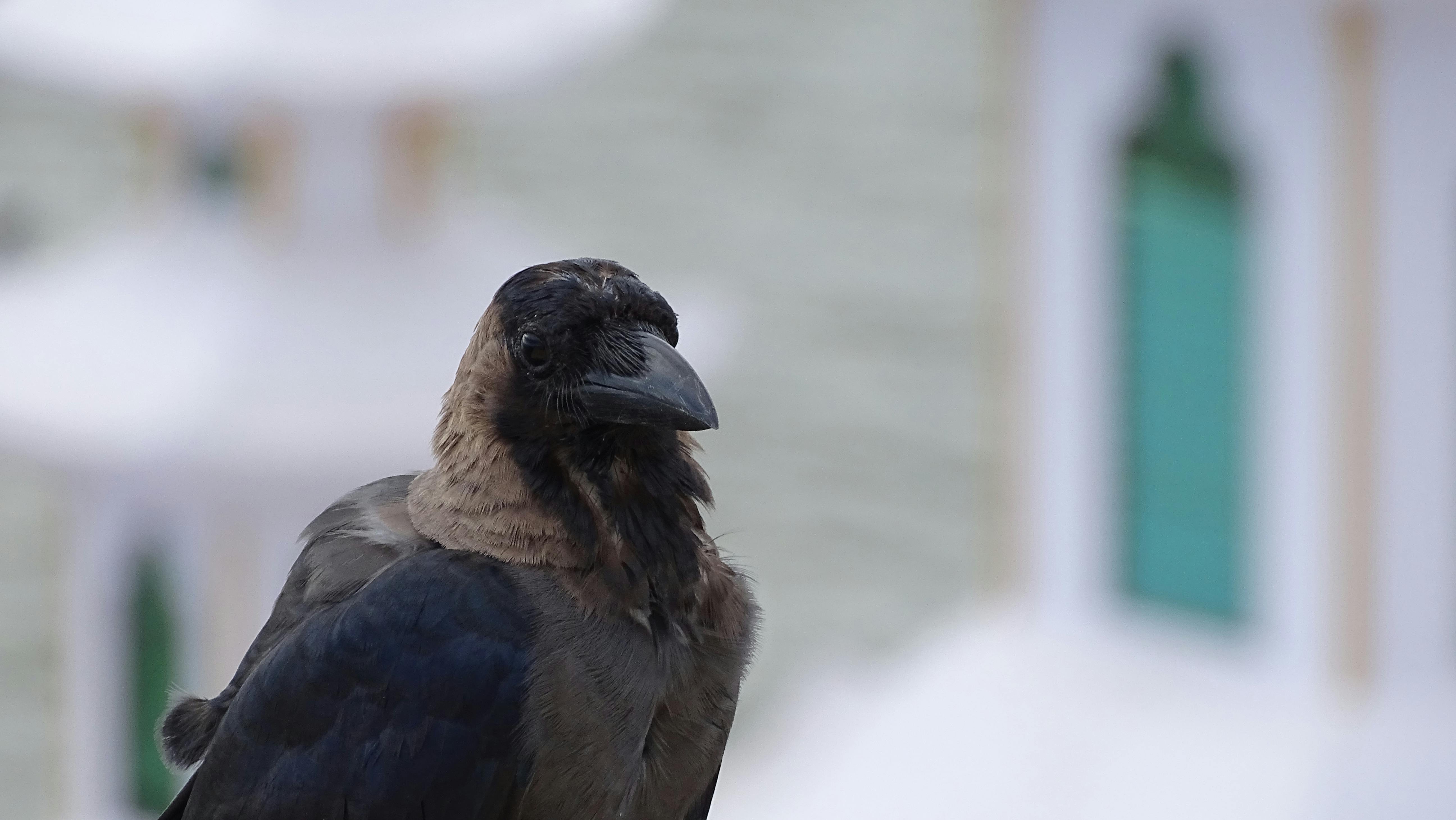 The Crow Graphic Novel